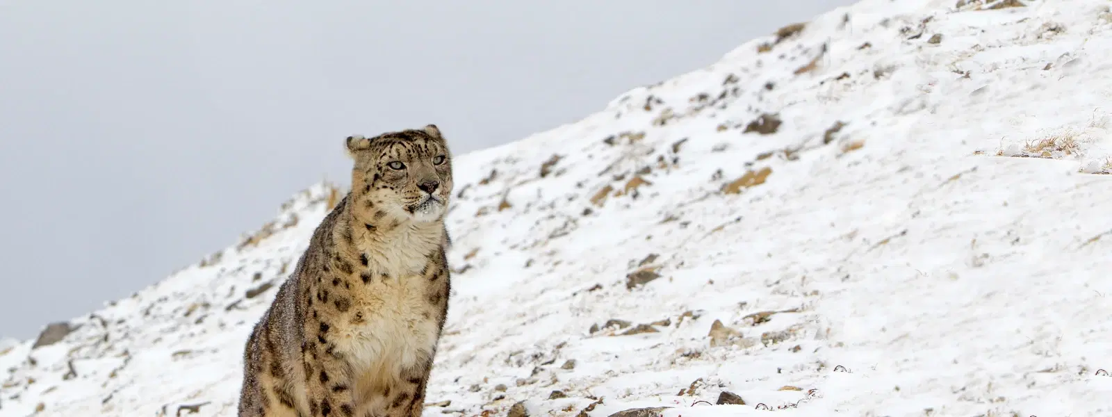 Expert Insights on Snow Leopard Trek in Ladakh Hemis