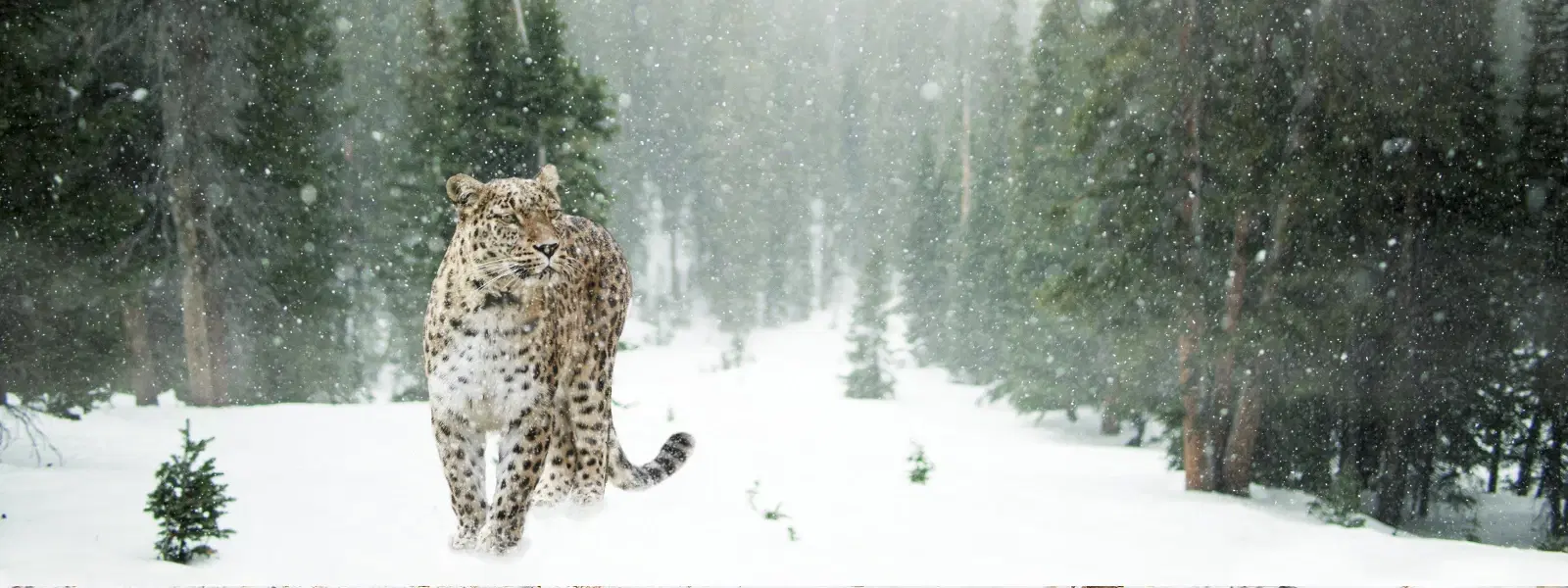 Expert Insights: Snow Leopard Spotting in Hemis Park