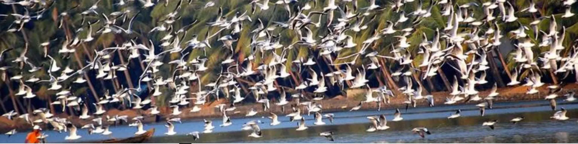 Exploring Bird Sanctuaries in Karnataka: Expert Insights