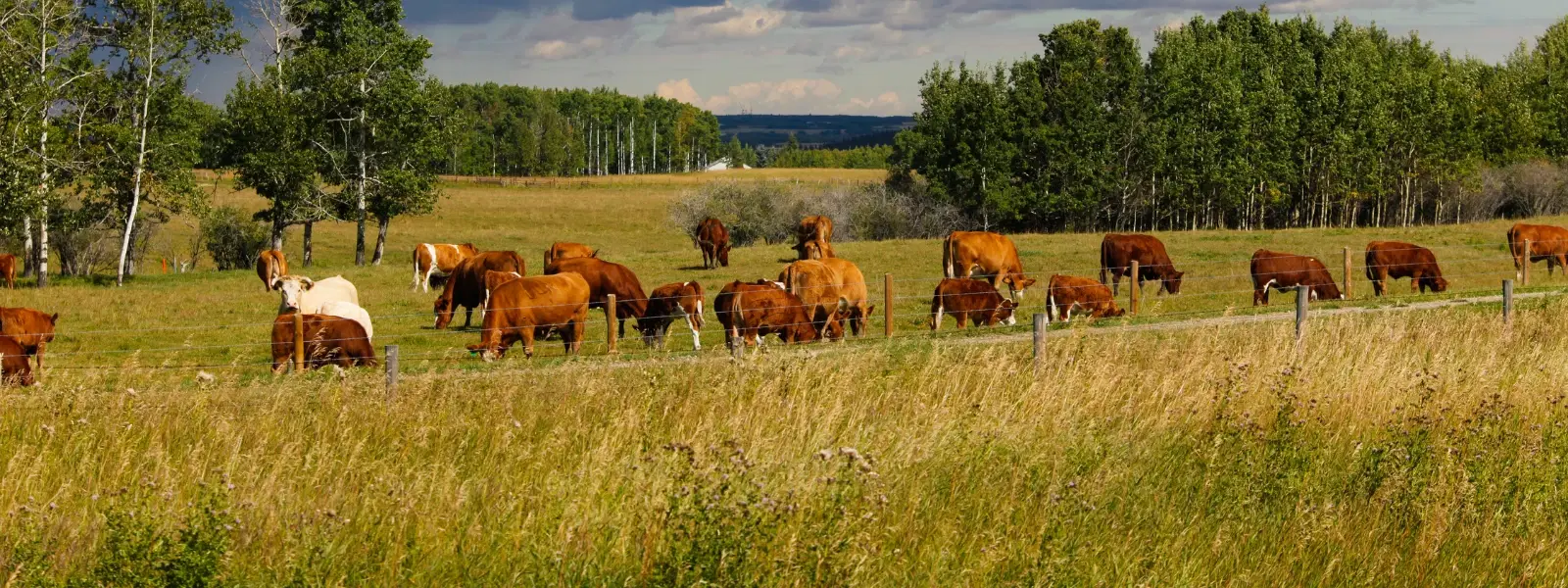 Exploring Cattle Fairs in Indian Towns: A Unique Insight