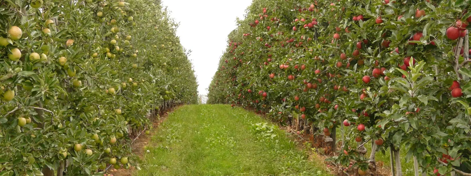 Exploring Fertile Valleys for Apple Orchards Success