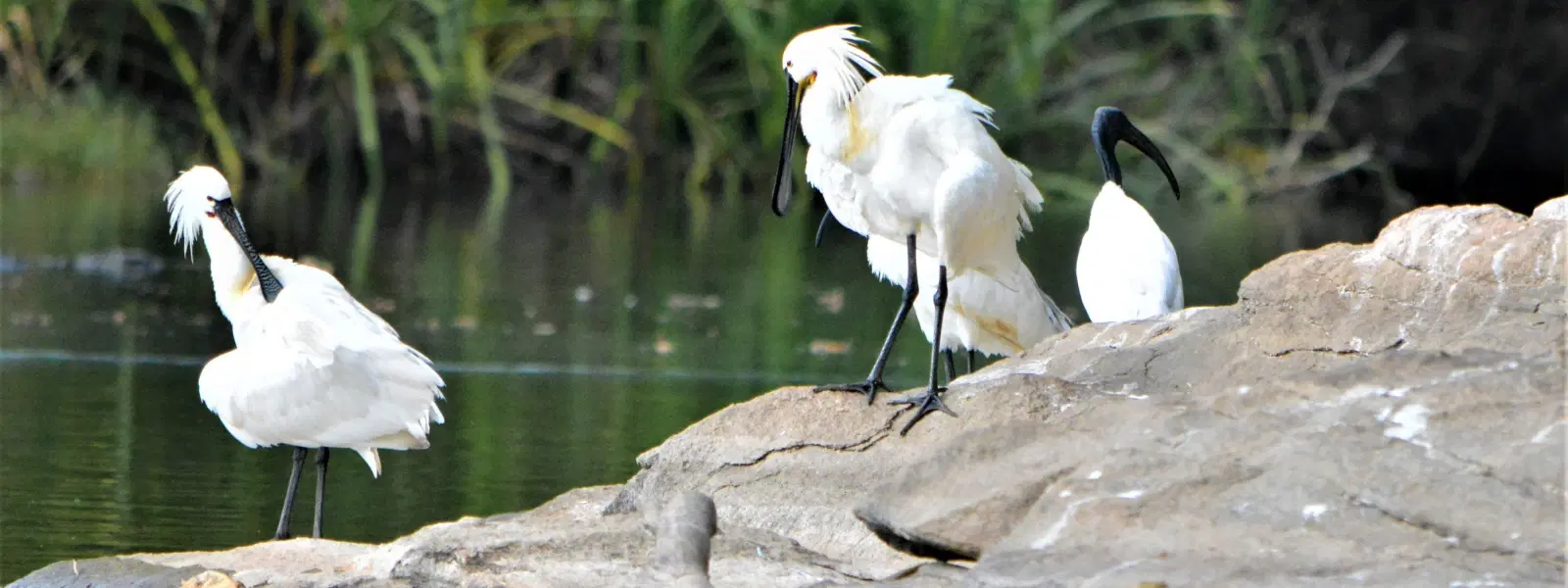 Exploring Rajasthan's Bird Sanctuaries: Expert Insights