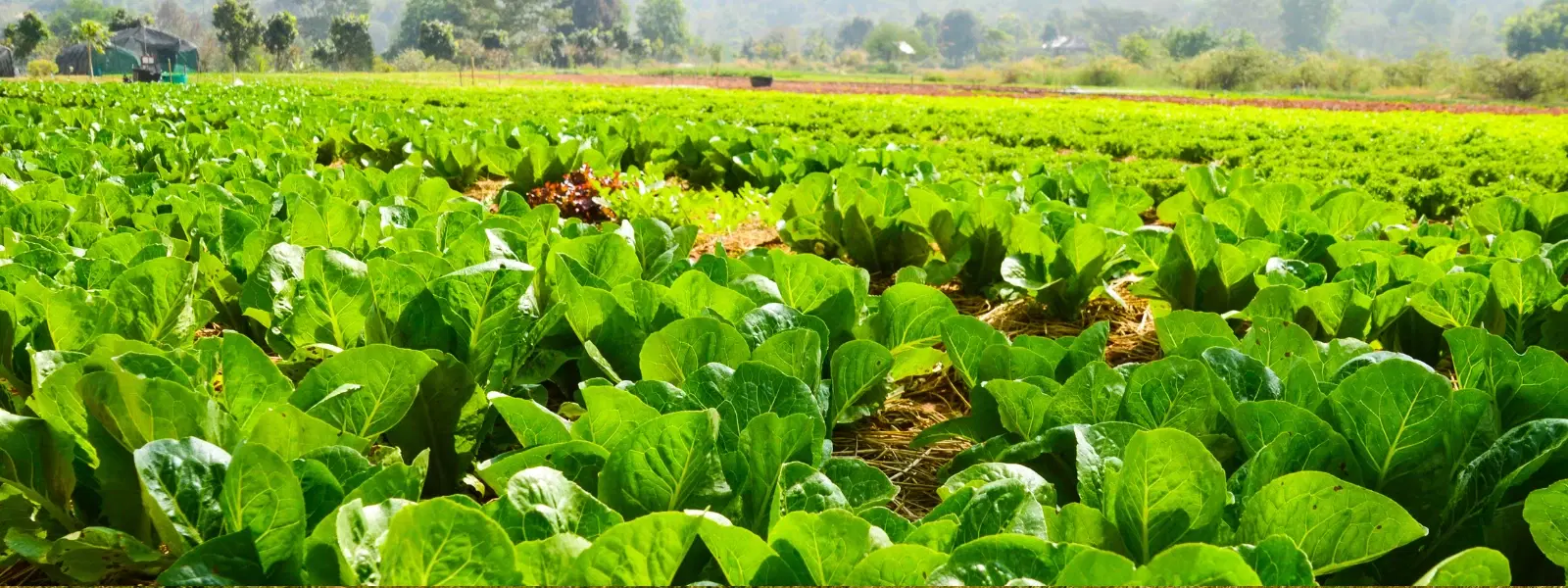 Exploring Rural Farm-to-Table Towns: A Culinary Journey