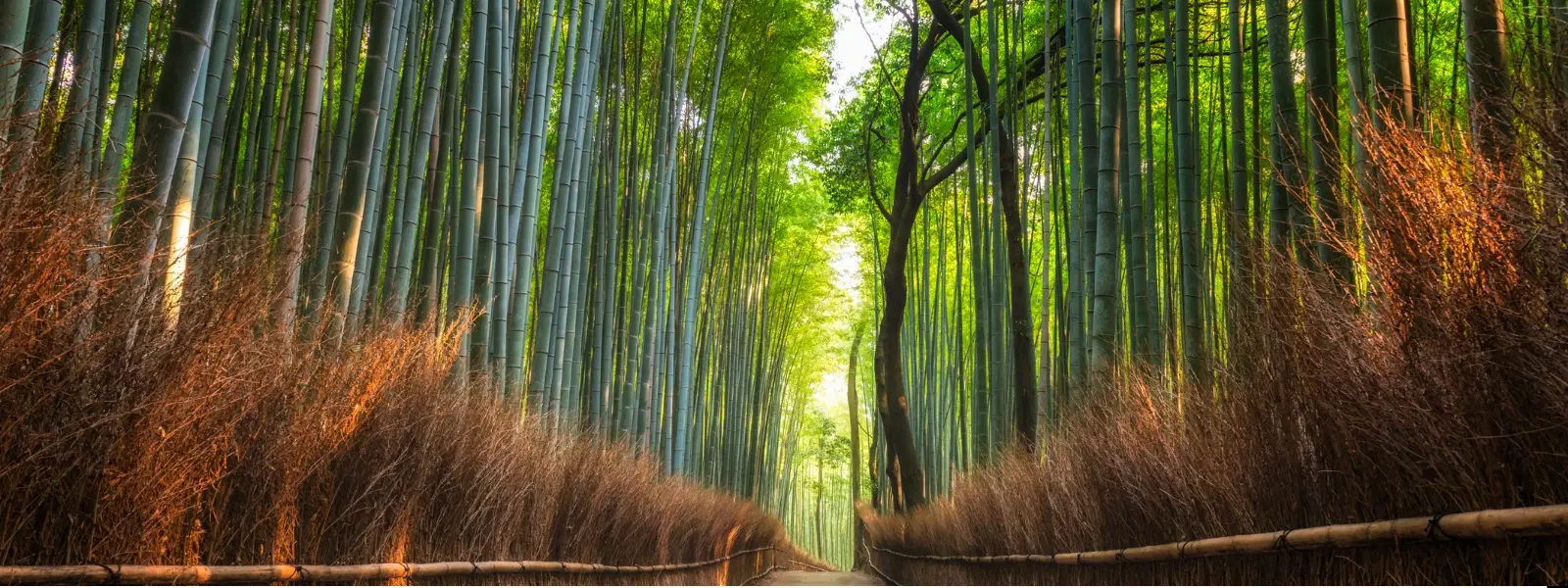Exploring the Beauty of Valleys with Bamboo Groves