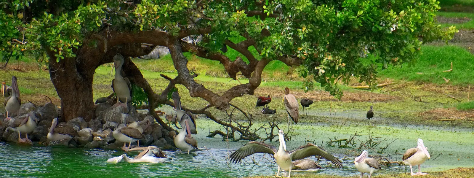Exploring the Best Bird Sanctuary in Chennai