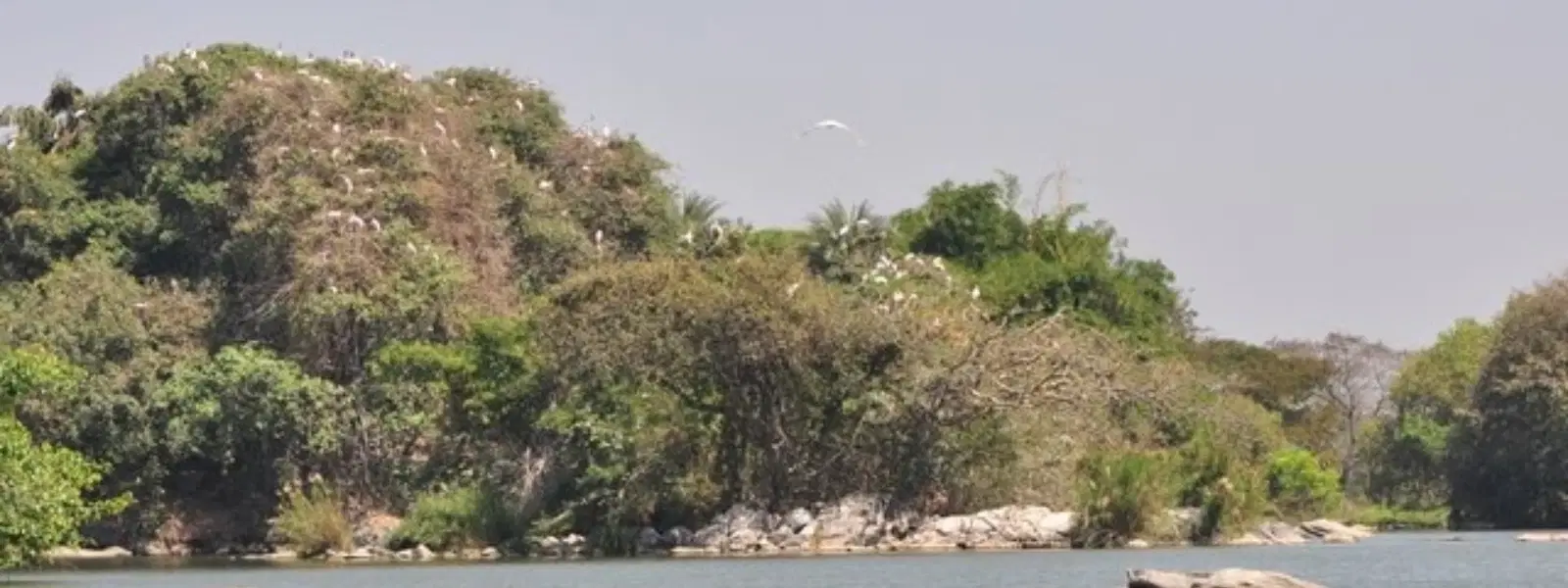 Exploring the Biggest Bird Sanctuary in India: Insights