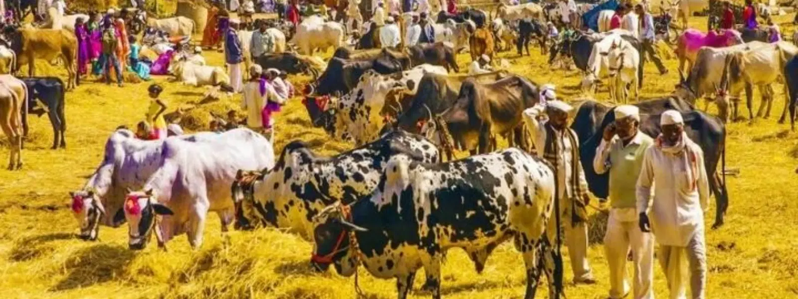 Exploring the Legacy of Cattle Fairs in Indian Towns