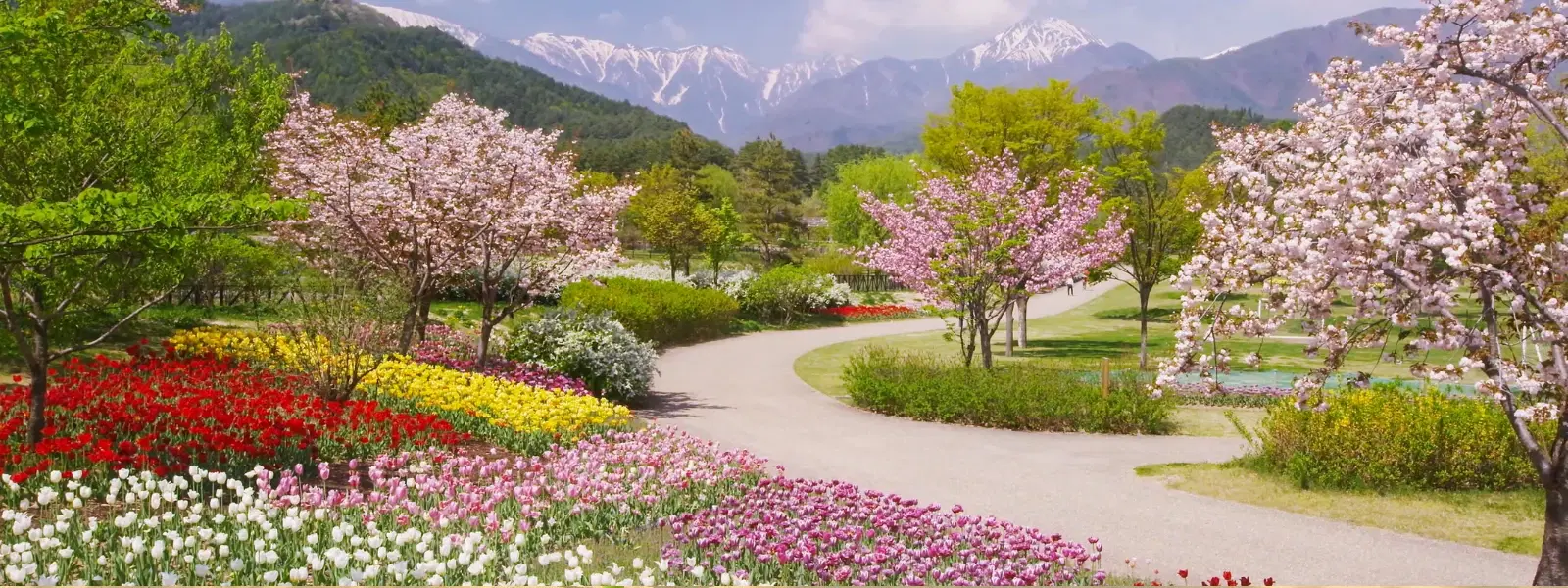 Exploring Wildflower Trails: Sikkim's Scenic Treasures