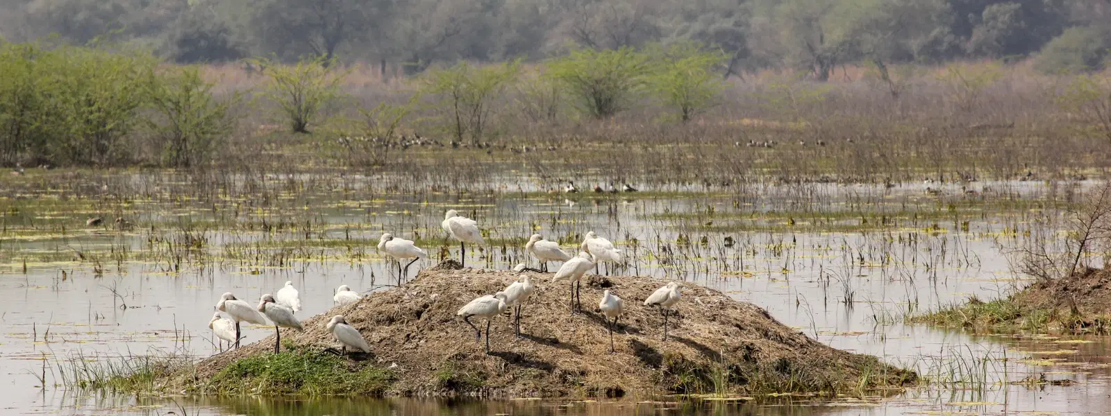 FAQs About Bird Sanctuary in Agra: A Nature Lover's Guide