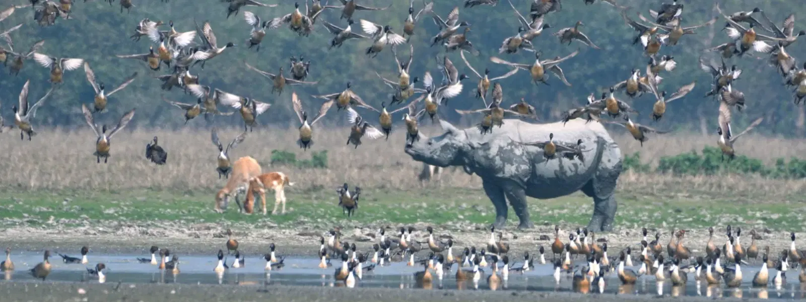 FAQs About Bird Sanctuary in Gujarat: A Wildlife Guide