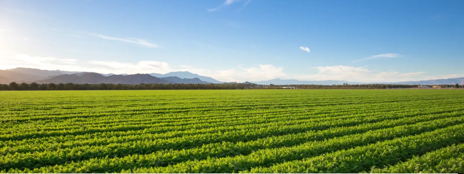 FAQs About Chilli Farming Villages and Cultivation Tips