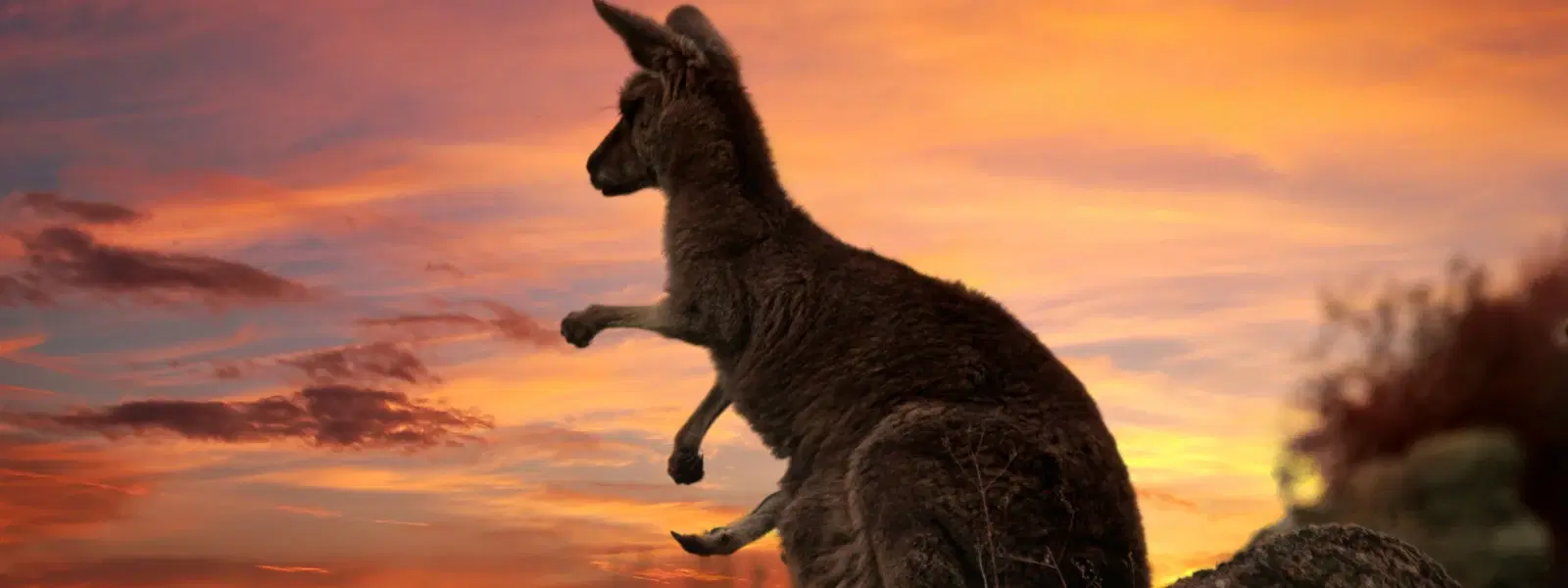 FAQs About Dibru Saikhowa's Feral Horses and Wildlife