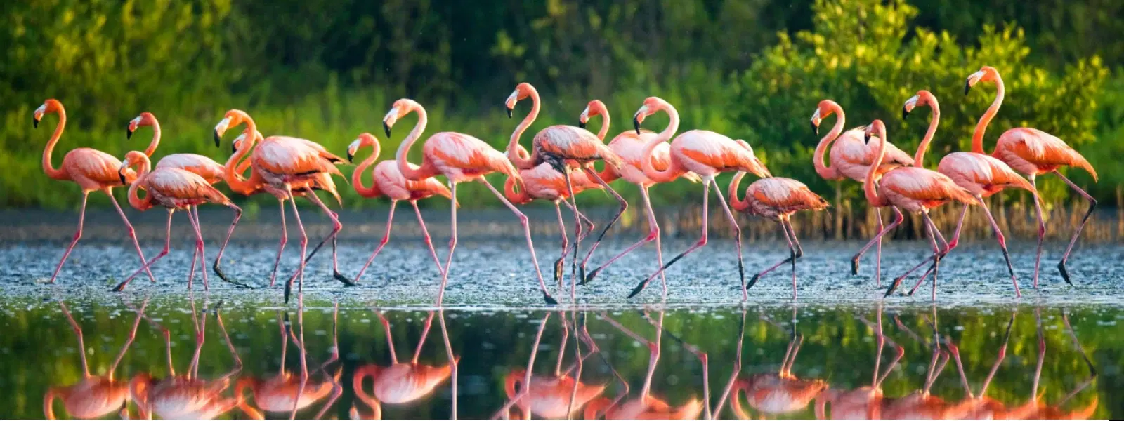 FAQs About Famous Bird Sanctuaries in India Answered