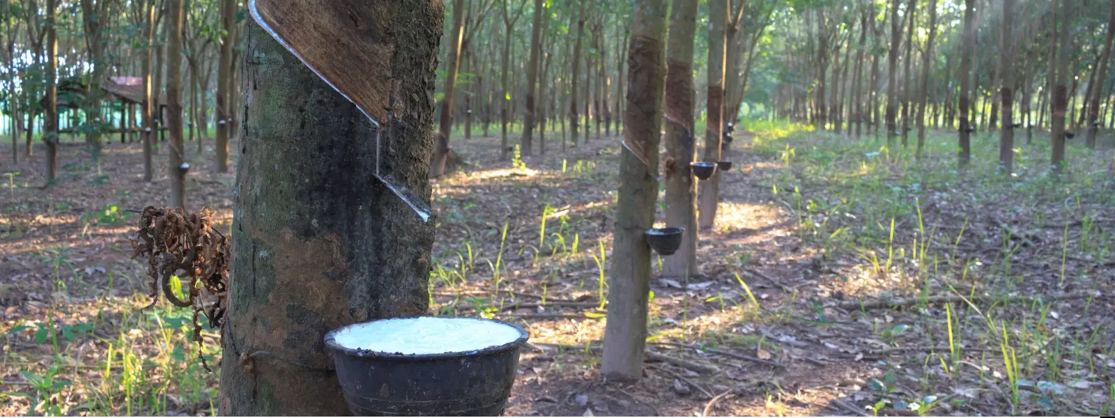 FAQs About Rubber Plantation Tours in Kerala Explained
