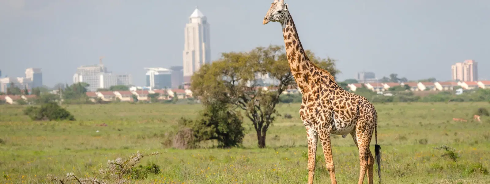 FAQs on Nairobi's Top Wildlife and Cultural Attractions