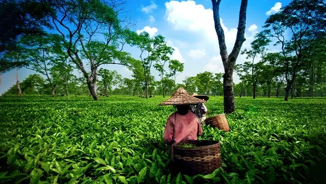 FAQs on Tea Tourism: Assam Heritage Bungalow Stays