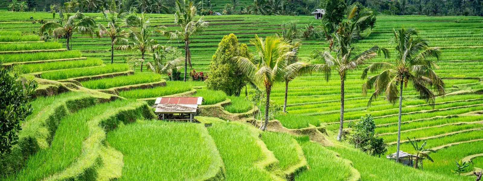 How to Explore Bali: Must-See Spots and Hidden Gems