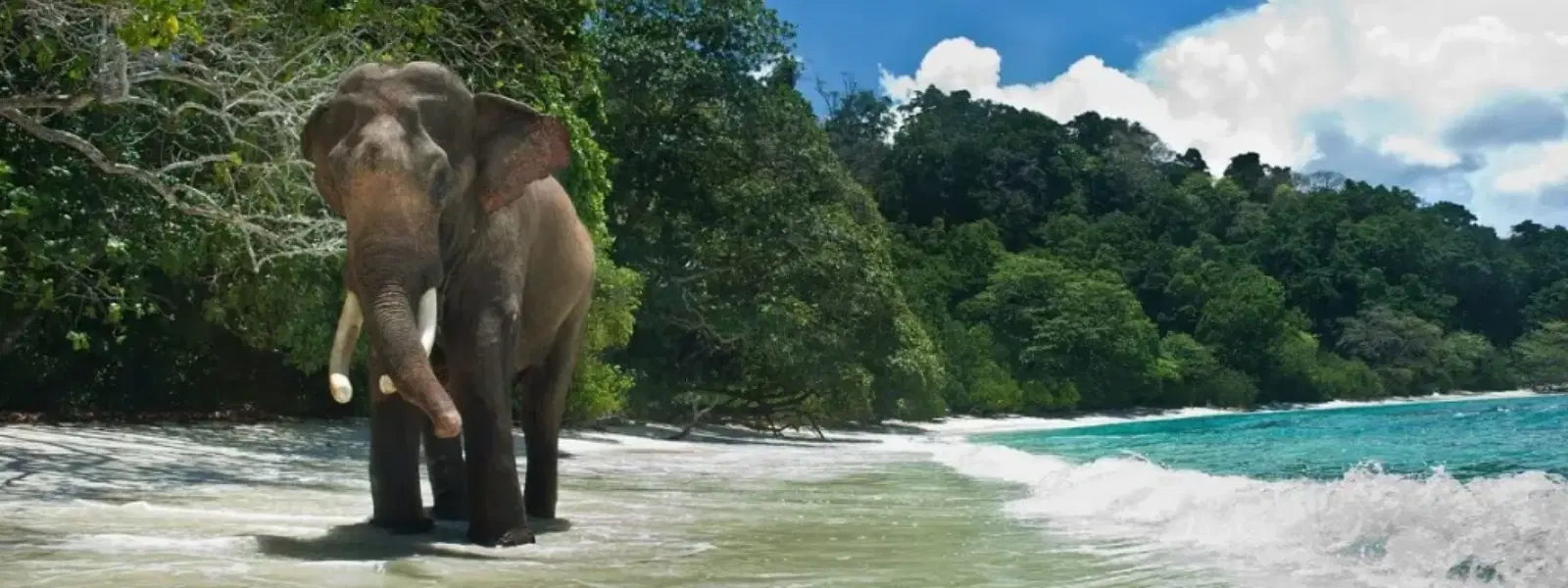 How to Explore Barren Island Wildlife Sanctuary Safely