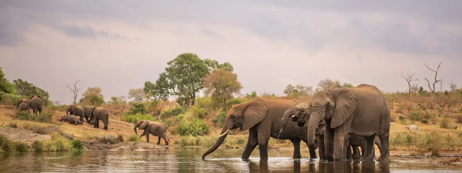 How to Explore Gorumara National Park Wildlife Safely