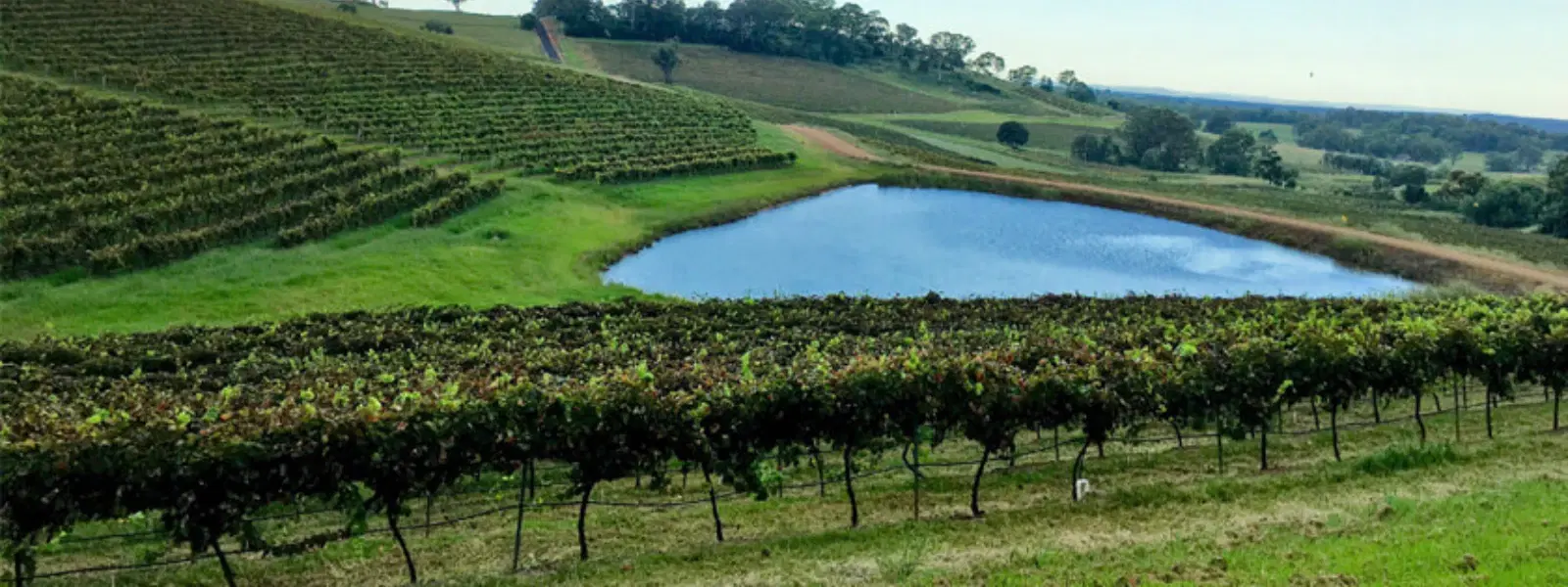 How to Explore Valleys for Local Cheese Tasting Tours