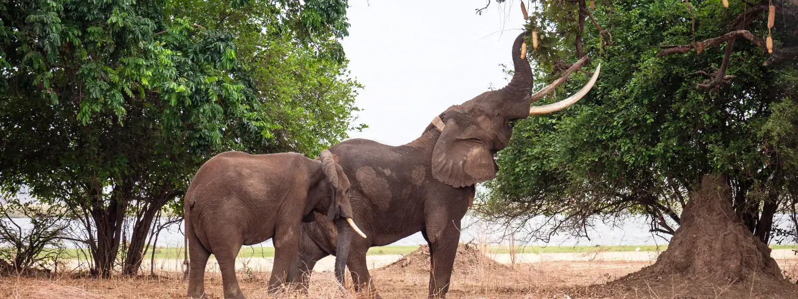 How to Explore Wildlife Corridors of India Sustainably