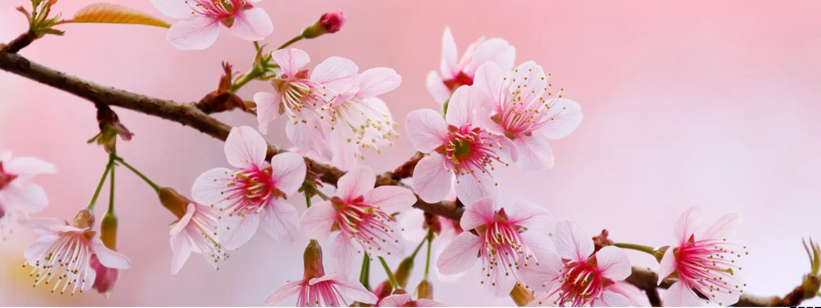 How to Explore Yumthang Valley Flowers in Sikkim