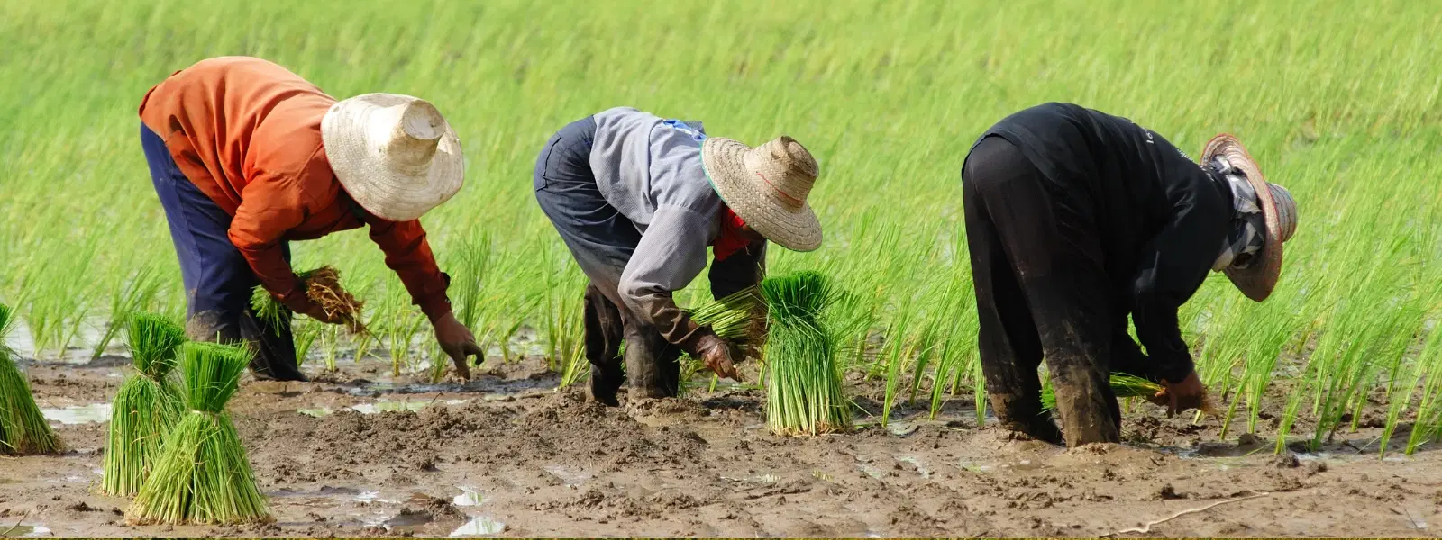 How to Find the Best Rice Field Stays in India