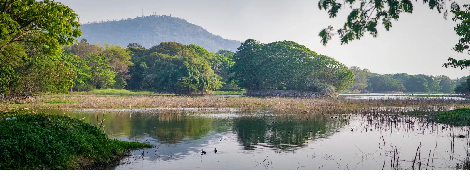 How to Find the Best Time to Visit Okhla Bird Sanctuary