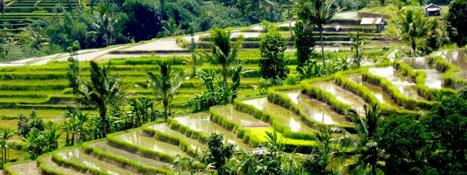 How to Plan the Perfect Bali Itinerary: Travel Tips Inside
