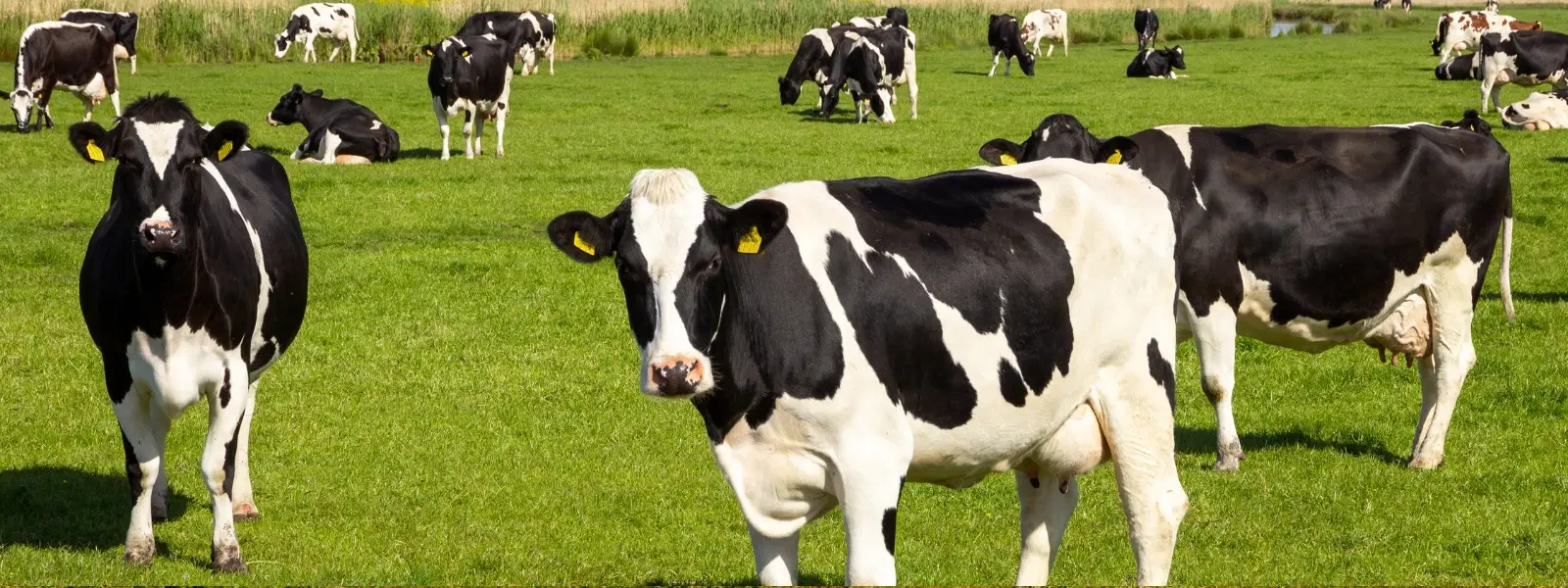 Insights into Cattle Fairs in Indian Towns and Villages