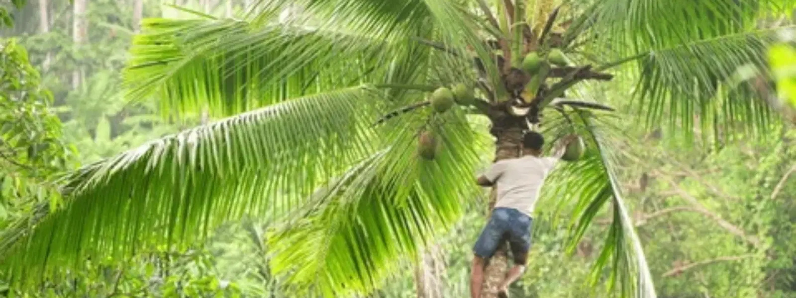 Insights into Villages with Coconut Climbing Fests