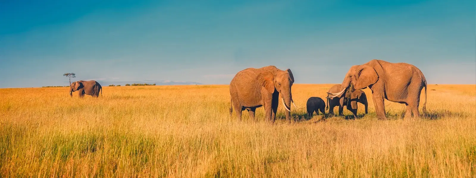Safari Checklist: Best Time to Visit South Africa