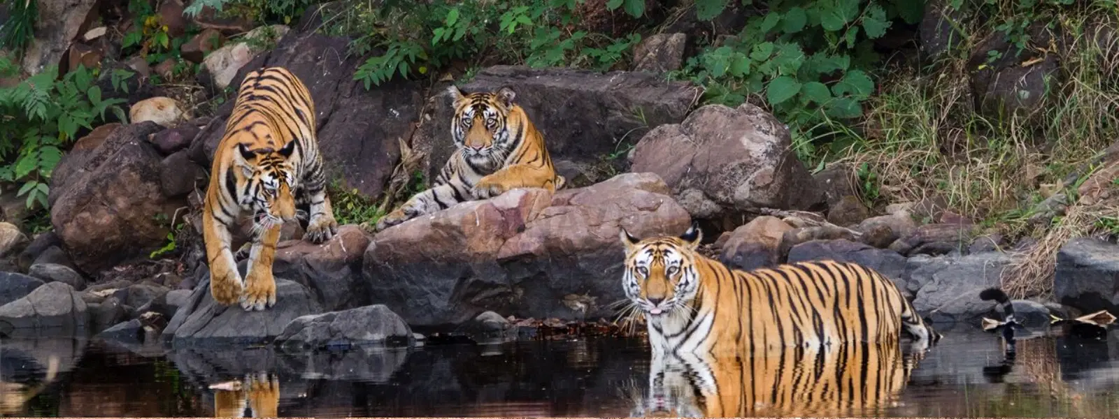 Sariska vs Ranthambore: Which Tiger Reserve Wins?