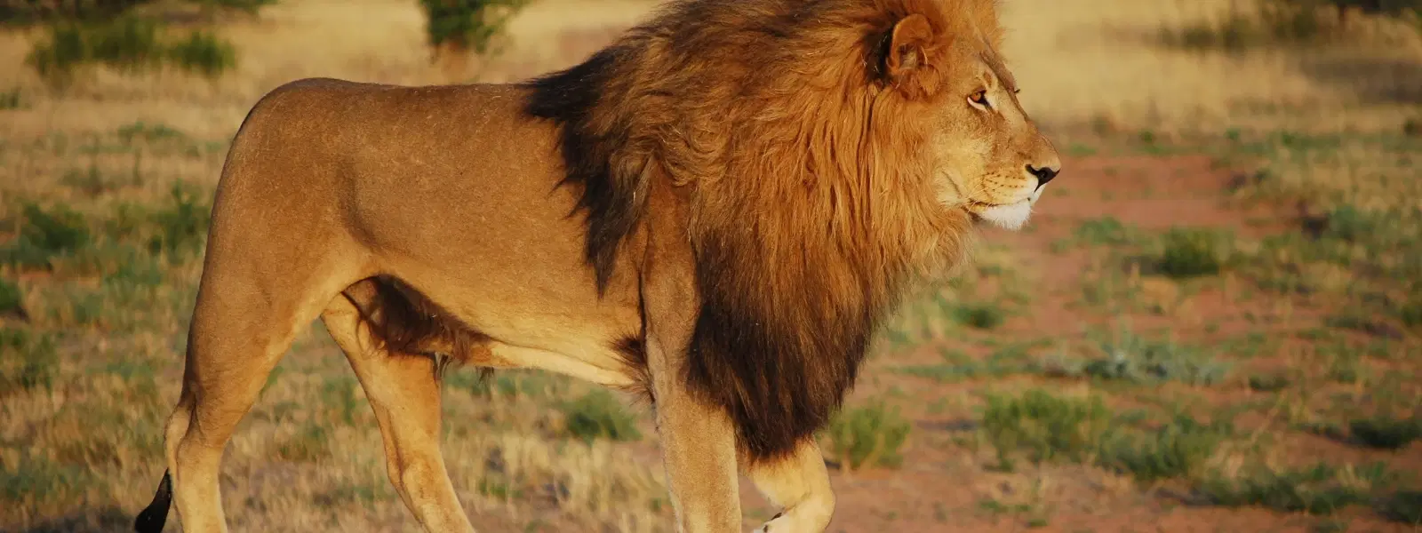 Sasan Gir Lion Safari Permit vs Online Gir Forest Pass