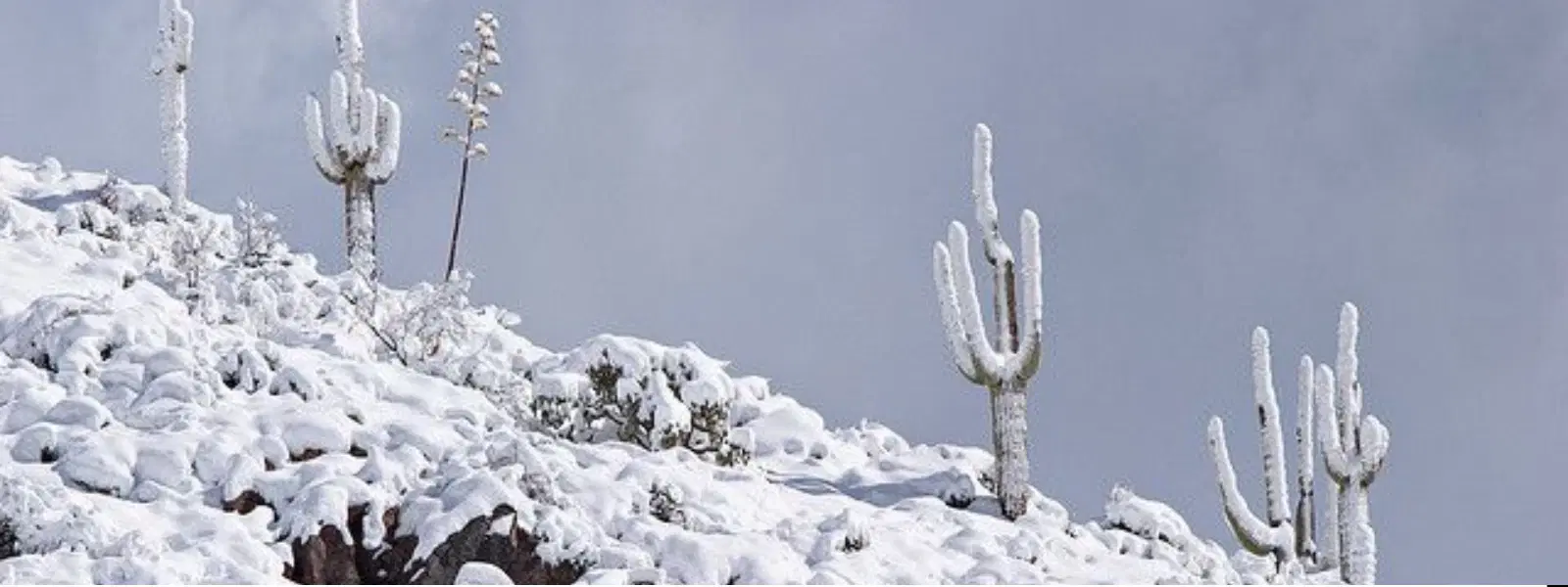 Snowy Valleys Checklist: Spotting Cactus in Winter Landscapes