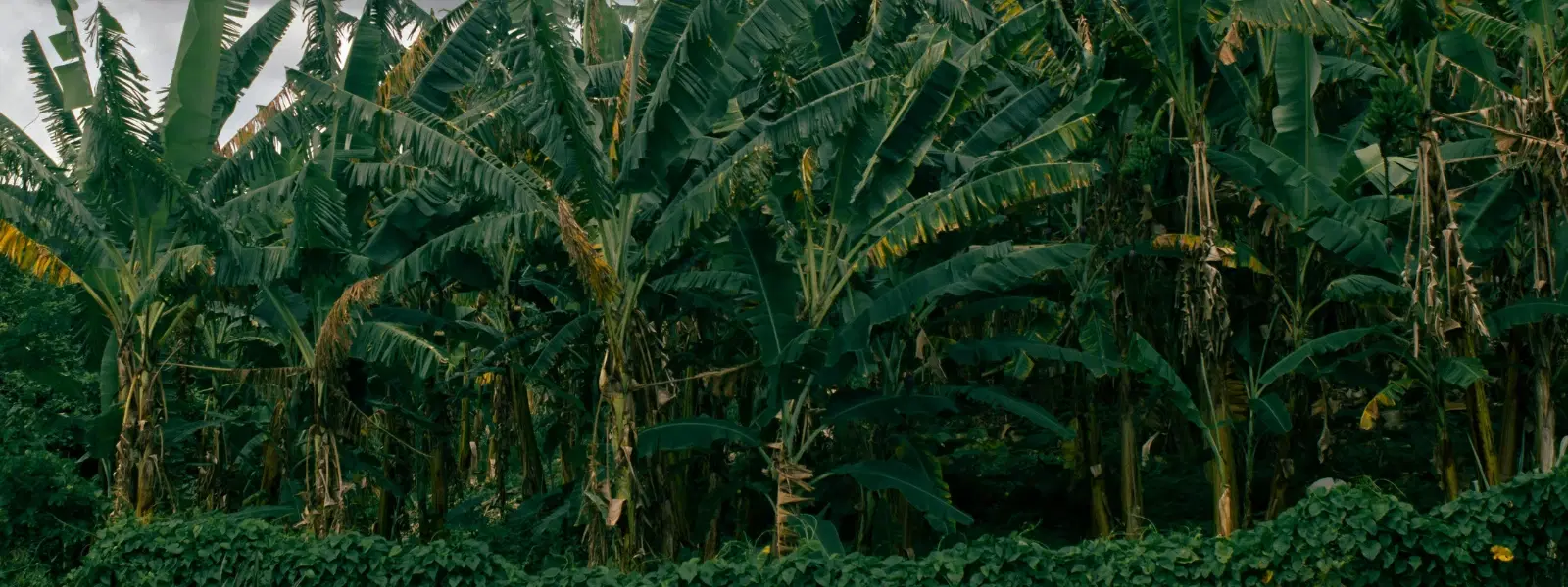 The Hidden Charm of Villages Surrounded by Banyan Groves