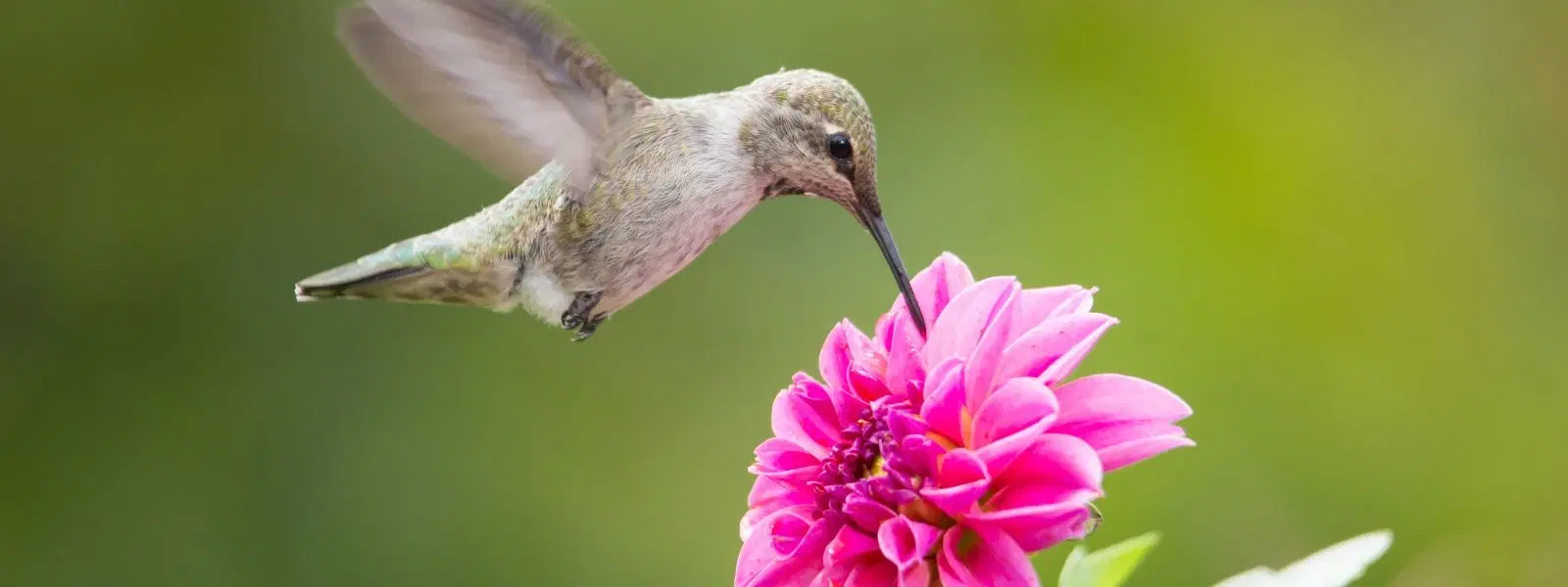 Vedanthangal Visit Checklist: Best Time and Travel Tips