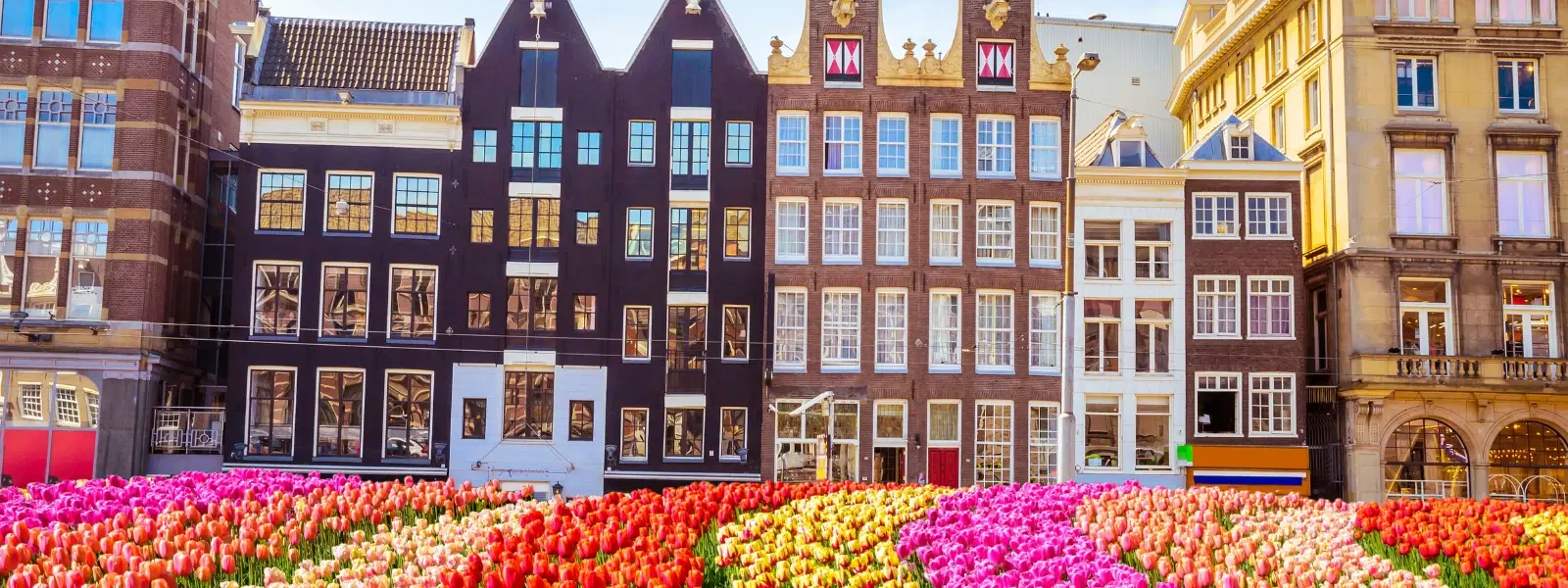 Your Checklist for the Best Time to Visit Amsterdam Tulips