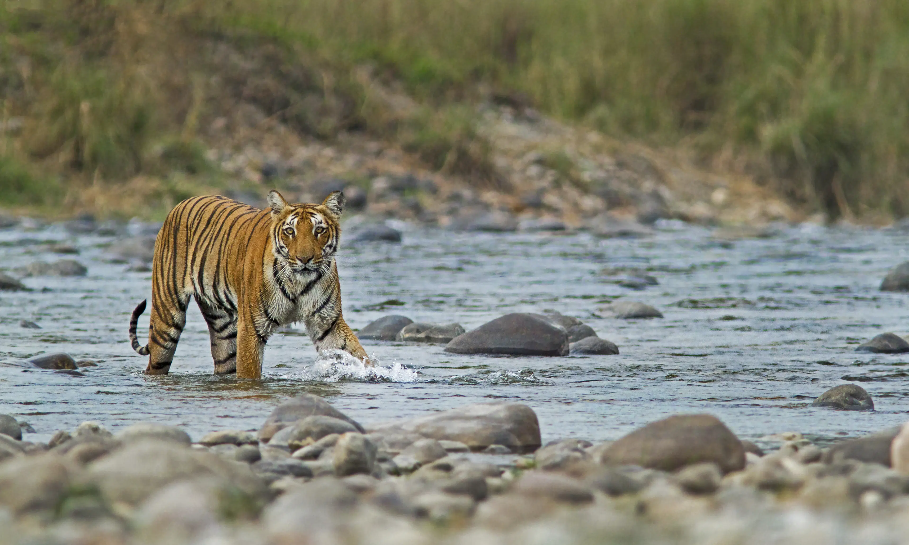 Exploring Satkosia Tiger Reserve: Mahanadi Rafting Insights